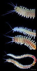 Leonnates decipiens • © Rene Ong • All Rights Reserved