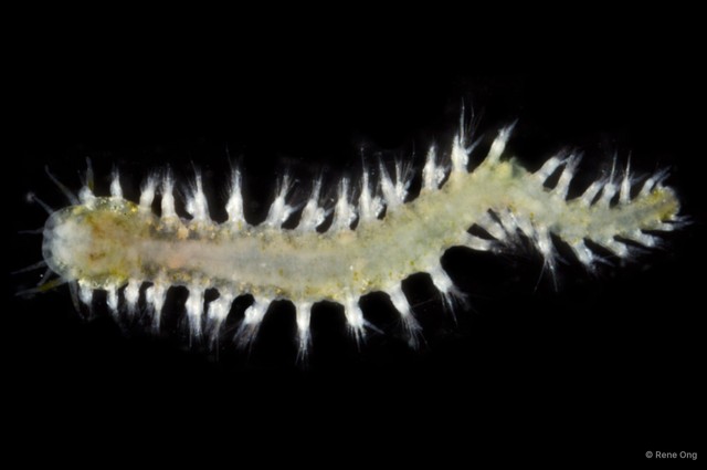Micronereis sp. "OTC-0274" • © Rene Ong • All Rights Reserved
