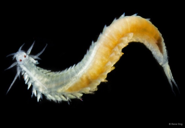 Phyllodocidae sp. "ARM-0368" • © Rene Ong • All Rights Reserved