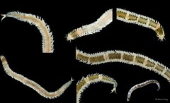 Phyllodocidae sp. "Eulalia/Eumida SEA-1145"