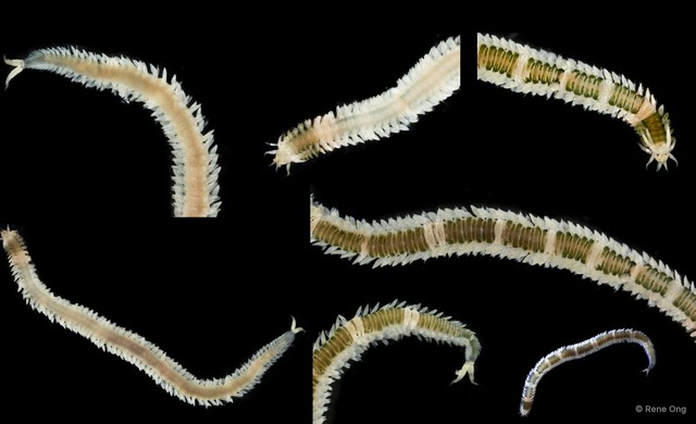 Phyllodocidae sp. "Eulalia/Eumida SEA-1145" • © Rene Ong • All Rights Reserved