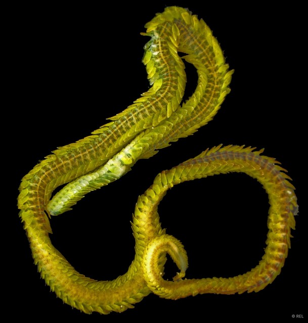 Phyllodocidae sp. "IP0086" • © REL • All Rights Reserved