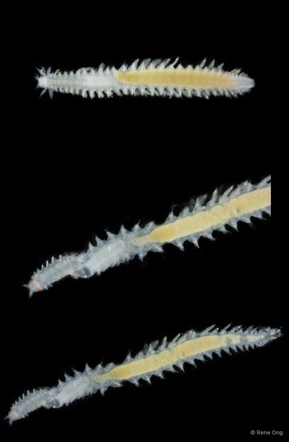 Phyllodocidae sp. "OTC-0275" • © Rene Ong • All Rights Reserved