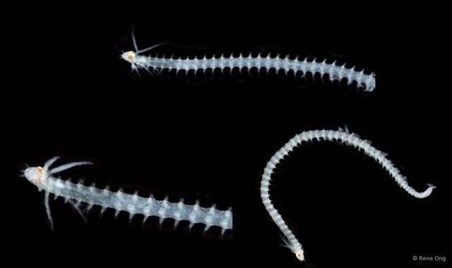 Phyllodocidae sp. "OTC-0276" • © Rene Ong • All Rights Reserved