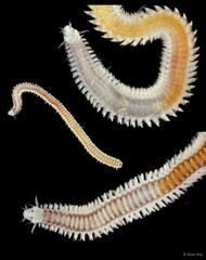 Phyllodocidae sp. "SEA-7308"