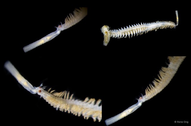 Phyllodocidae sp. "TR4712A-010" • © Rene Ong • All Rights Reserved