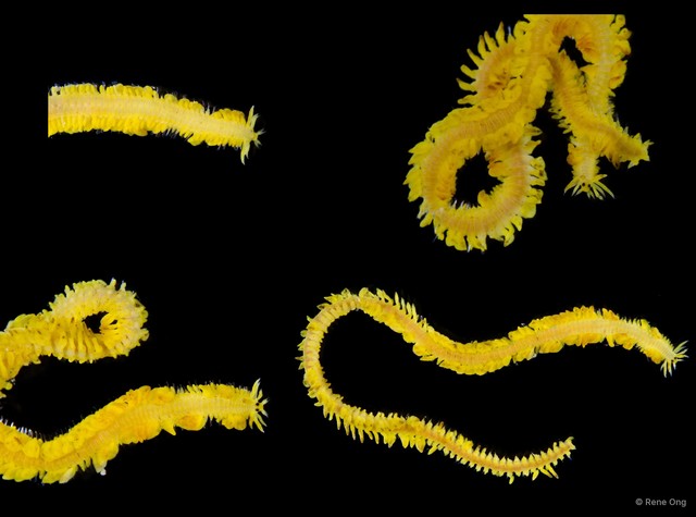 Nereiphylla sp. "5718DR1-120 / ARM-0377" • © Rene Ong • All Rights Reserved