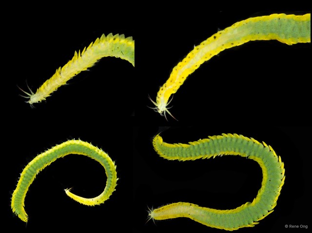 Nereiphylla sp. "SEA-3341" • © Rene Ong • All Rights Reserved