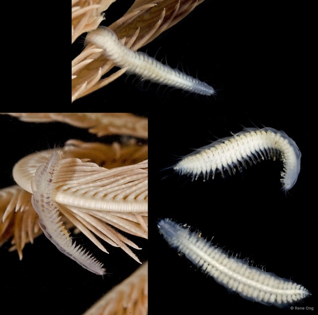Polynoidae sp. "4815TB1-012-013" • © Rene Ong • All Rights Reserved