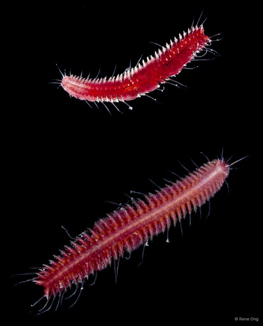 Polynoidae sp. "5113DR1-003" • © Rene Ong • All Rights Reserved