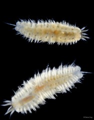 Polynoidae sp. "5818DR1-003"