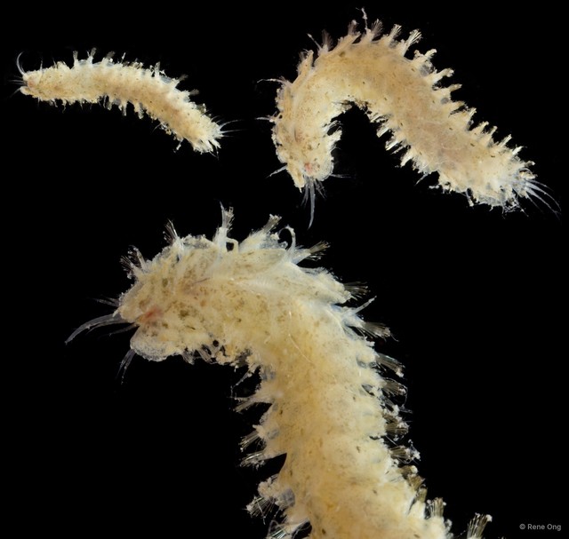 Polynoidae sp. "ARM-0443" • © Rene Ong • All Rights Reserved
