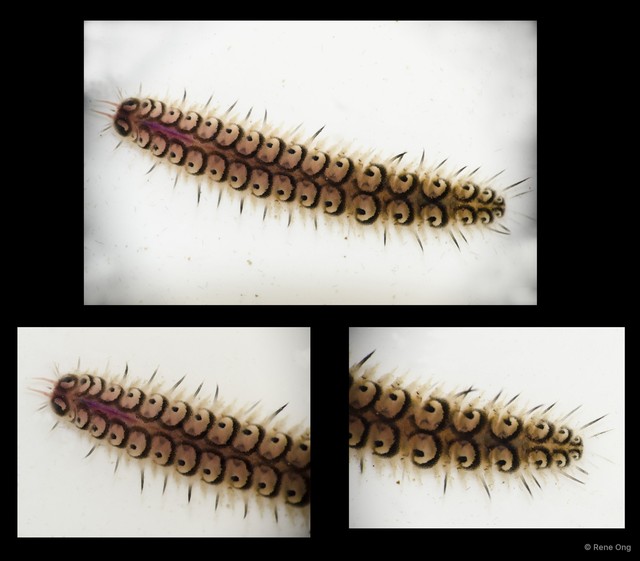 Polynoidae sp. "cf. Halosydna" • © Rene Ong • All Rights Reserved