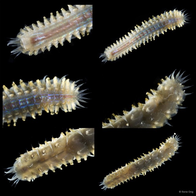 Polynoidae sp. "INT-0426" • © Rene Ong • All Rights Reserved