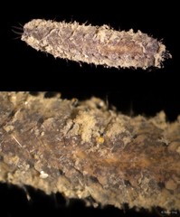 Polynoidae sp. "JS-1086"