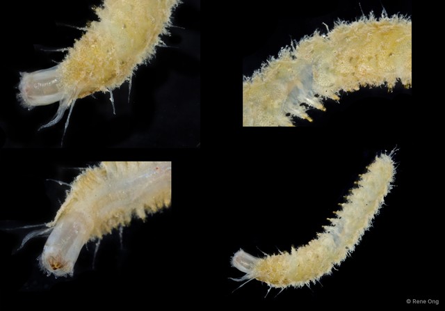 Polynoidae sp. "SEA-0156" • © Rene Ong • All Rights Reserved