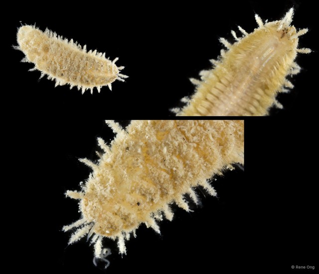 Polynoidae sp. "SEA-0432" • © Rene Ong • All Rights Reserved