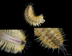 Polynoidae sp. "SEA-0552"