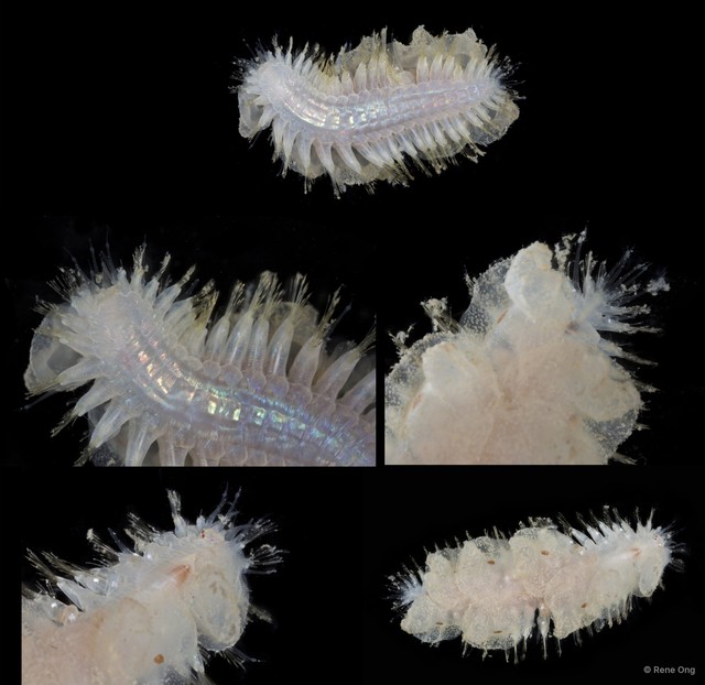 Polynoidae sp. "SEA-2412" • © Rene Ong • All Rights Reserved