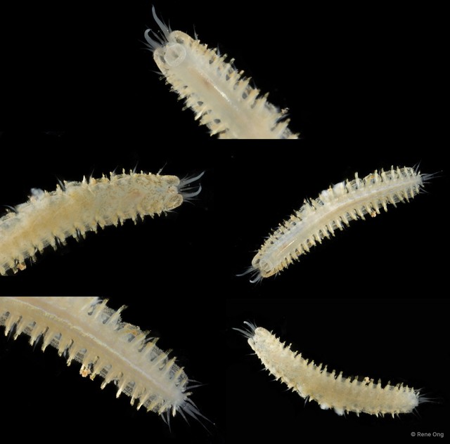 Polynoidae sp. "SEA-2982" • © Rene Ong • All Rights Reserved