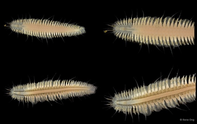 Polynoidae sp. "SEA-6816" • © Rene Ong • All Rights Reserved