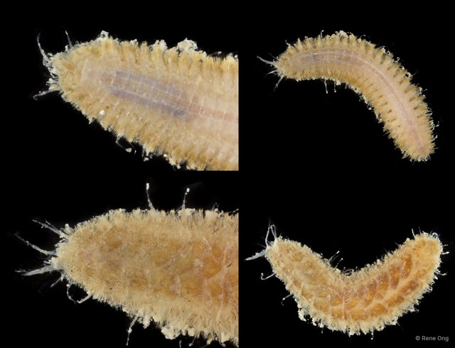 Polynoidae sp. "SEA-6838" • © Rene Ong • All Rights Reserved