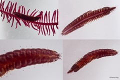 Polynoidae sp. "SEA-7783"