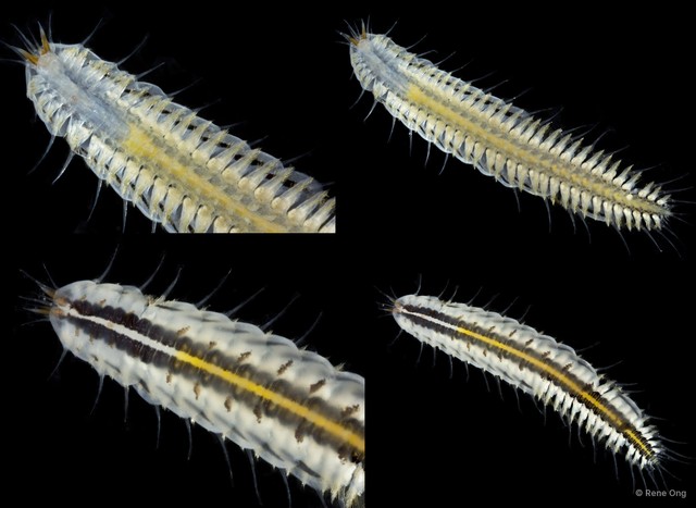 Polynoidae sp. "SEA-7925" • © Rene Ong • All Rights Reserved