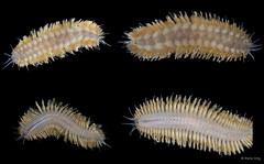 Polynoidae sp. "SS-0489"