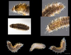 Polynoidae sp. "SS-0499"