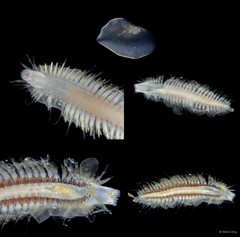 Polynoidae sp. "SS-1002"