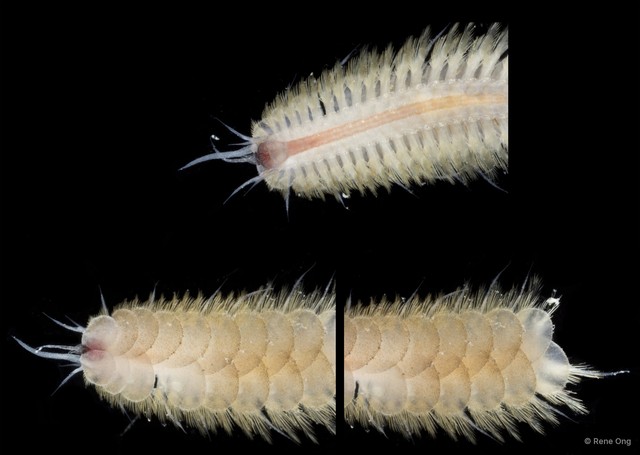 Polynoidae sp. "SS-1740" • © Rene Ong • All Rights Reserved