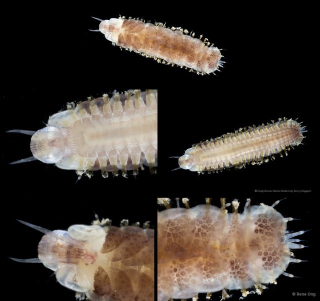 Polynoidae sp. "SS-4046" • © Rene Ong • All Rights Reserved