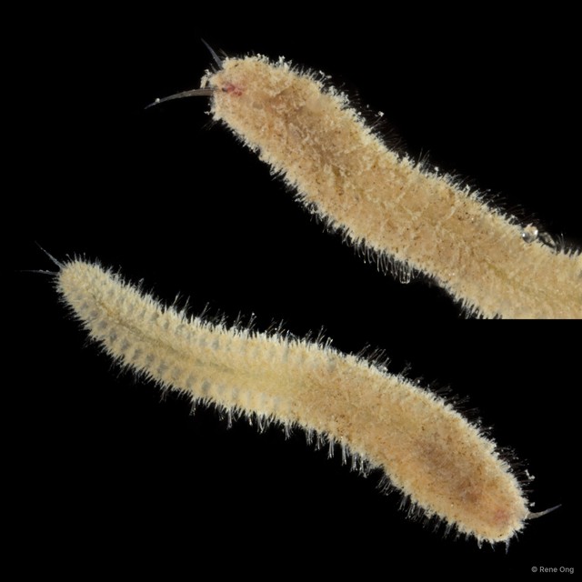 Polynoidae sp. "SUB-0496" • © Rene Ong • All Rights Reserved