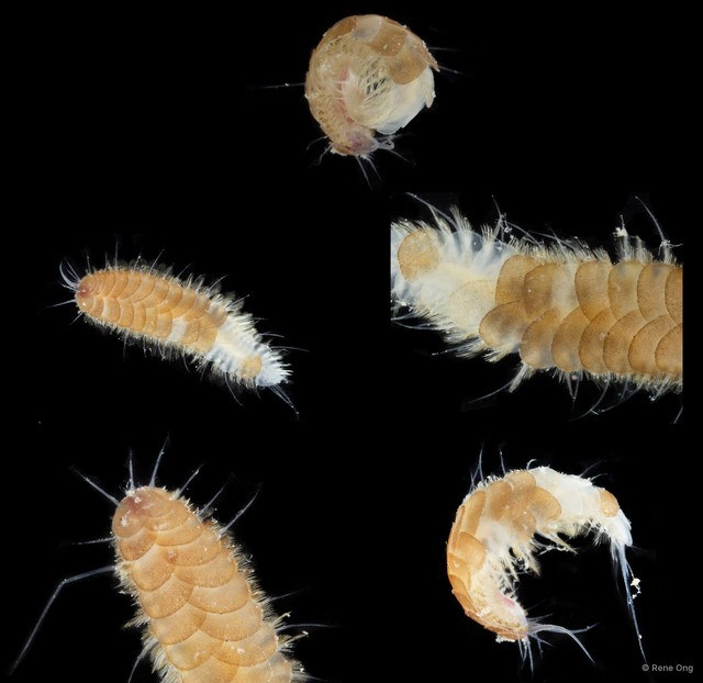 Polynoidae sp. "SUB-0730" • © Rene Ong • All Rights Reserved