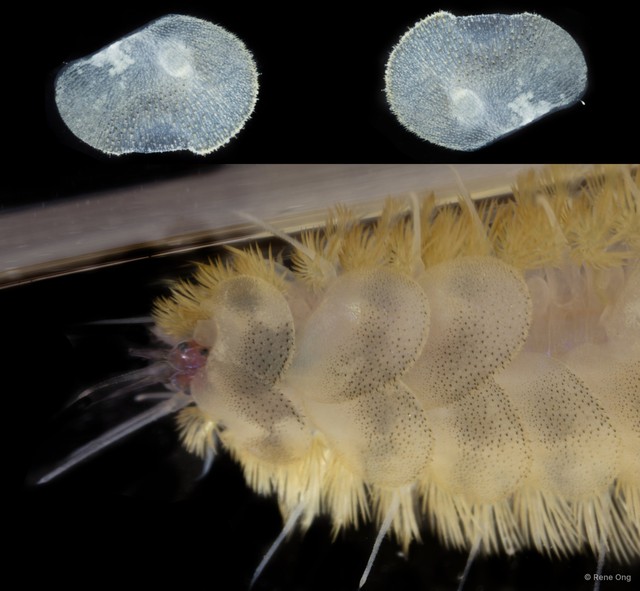 Polynoidae sp. "SUB-1490" • © Rene Ong • All Rights Reserved