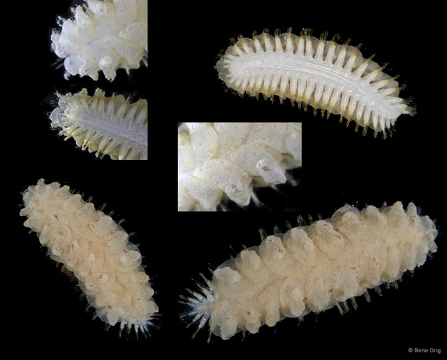 Lepidonotus sp. "cf. cristatus 1" • © Rene Ong • All Rights Reserved