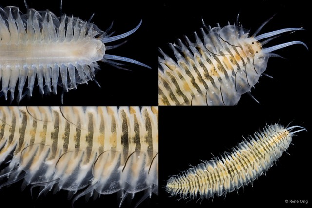Ophthalmonoe pettiboneae • © Rene Ong • All Rights Reserved