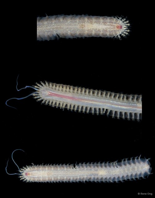 Sigalionidae sp. "4412TB1-009" • © Rene Ong • All Rights Reserved