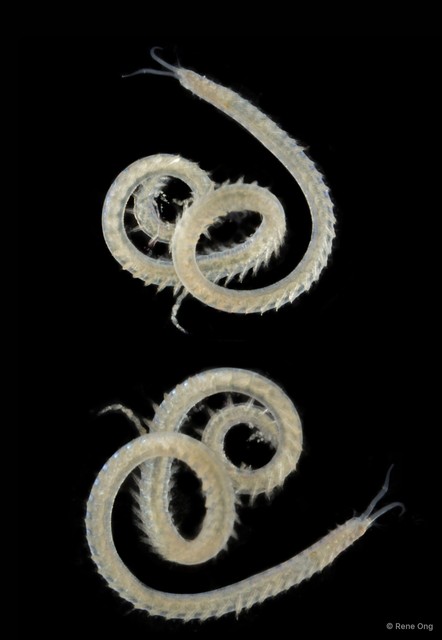 Sigalionidae sp. "Pisione/Pisionella OTC-0261" • © Rene Ong • All Rights Reserved