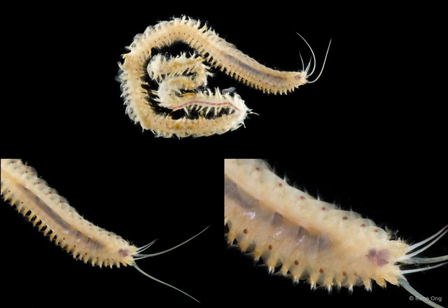 Sigalionidae sp. "SEA-1132" • © Rene Ong • All Rights Reserved