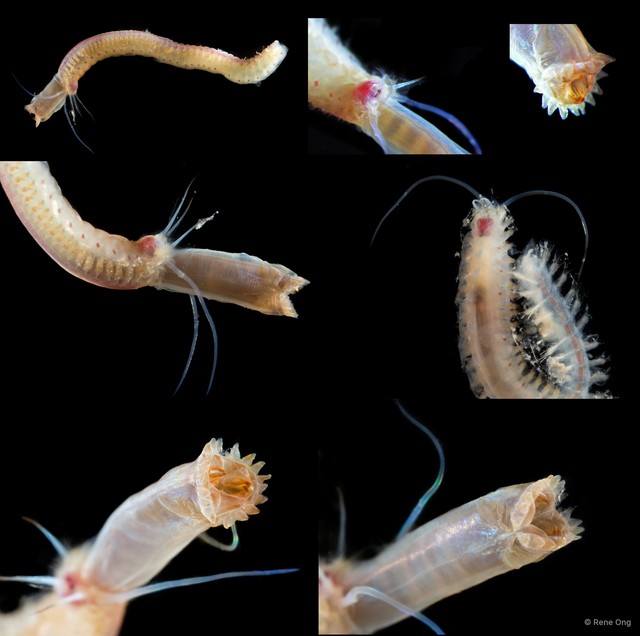 Sigalionidae sp. "SEA-4035" • © Rene Ong • All Rights Reserved