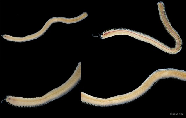 Sigalionidae sp. "SS-1746" • © Rene Ong • All Rights Reserved