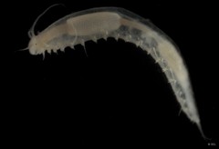 Syllidae sp. "cf. Haplosyllis IP0073"