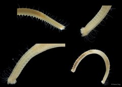 Syllinae sp. "SEA-0879"