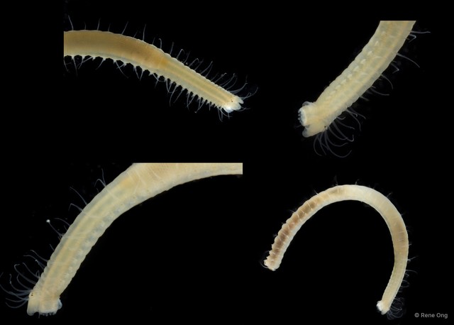 Syllinae sp. "SEA-0879" • © Rene Ong • All Rights Reserved