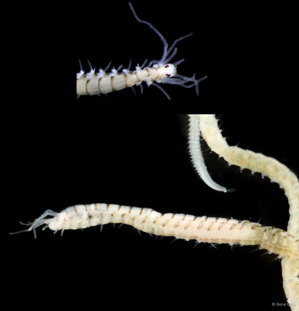 Syllidae sp. "SEA-1150" • © Rene Ong • All Rights Reserved