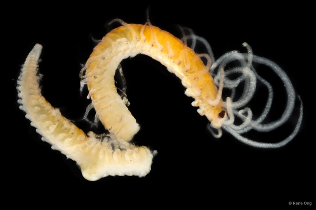 Syllidae sp. "SEA-2972" • © Rene Ong • All Rights Reserved