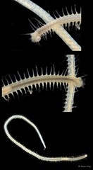 Syllinae sp. "SEA-2976"
