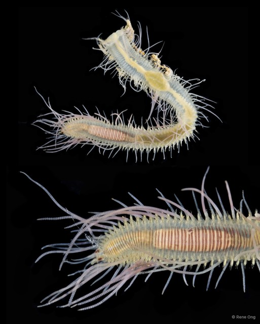 Syllinae sp. "SEA-3260" • © Rene Ong • All Rights Reserved